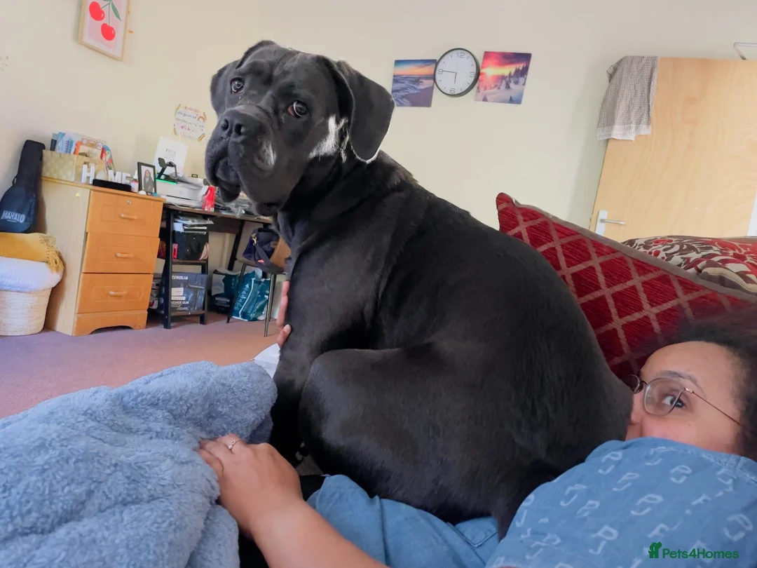 Cane Corso dogs for sale: Italian pure breed Cane Corso in Mablethorpe - Advert 2