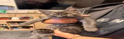 Maine Coon cats for sale: Maine Coon Registered TICA - Advert 28