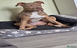 Mixed Breed dogs for sale: Mixed breed - Image 2