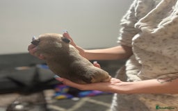 Mixed Breed dogs for sale: Frenchie/pocket bully pups for sale - Image 5