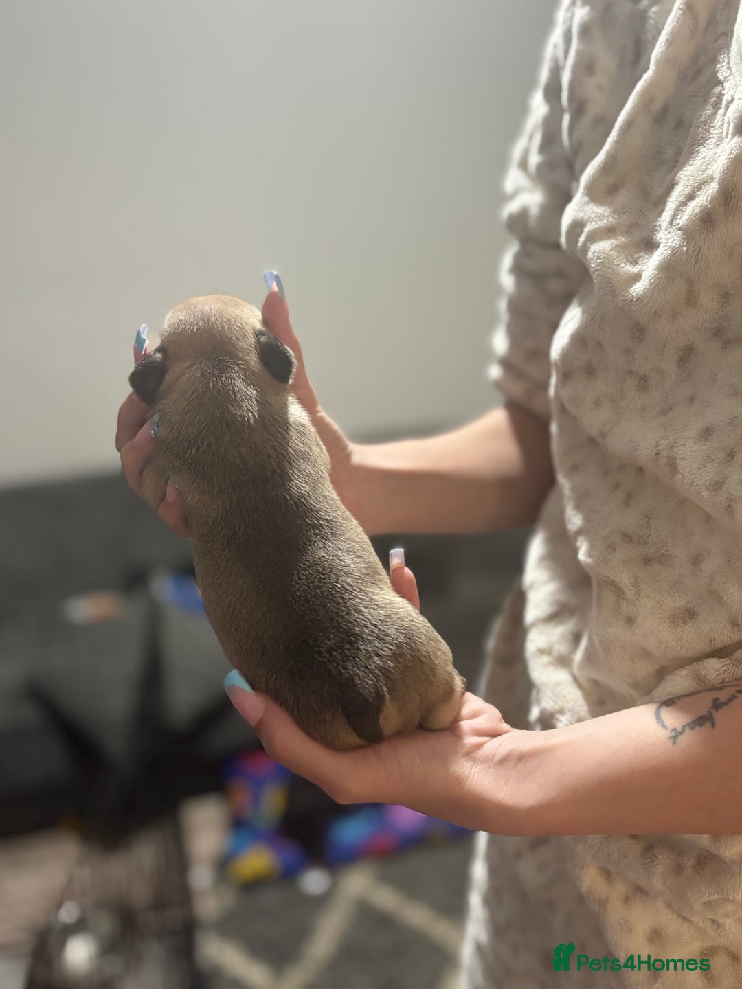 Mixed Breed dogs for sale: Frenchie/pocket bully pups for sale - Image 5