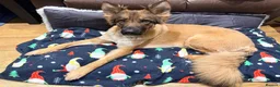 German Shepherd dogs for sale: Gentle 2 year old SPAYED German Shepherd in Exeter - Advert 12