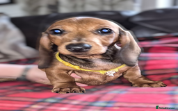 Dachshund dogs for sale: ❤️Super quality. Fully vaccinated and ready now❤️  - Image 14