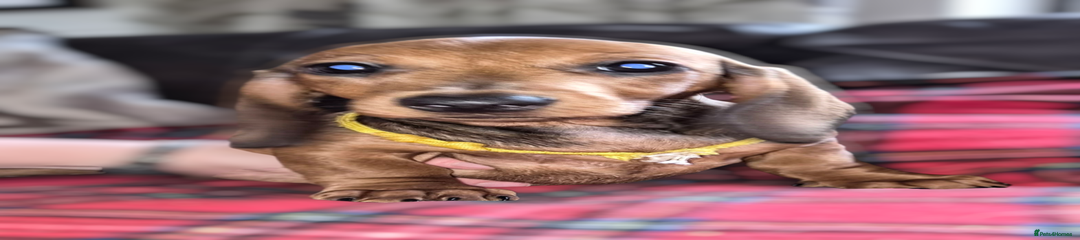 Bulldaxit le vie est belle