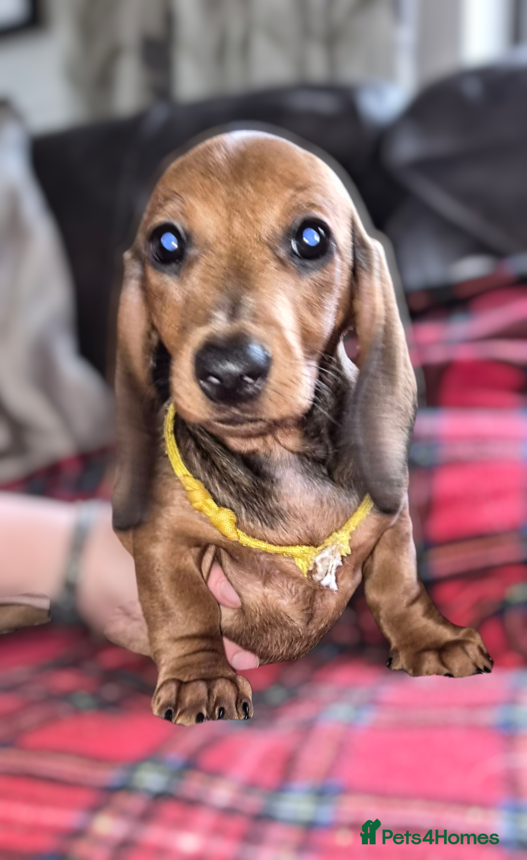 Dachshund dogs for sale: ❤️Super quality. Fully vaccinated and ready now❤️  - Image 14