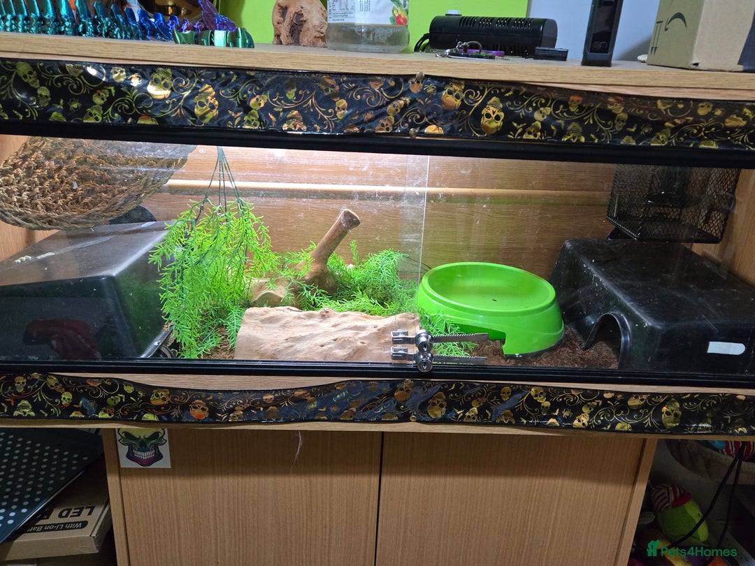 Snake reptiles for sale: FEMALE BALL PYTHON WITH VIV & SETUP - Image 2