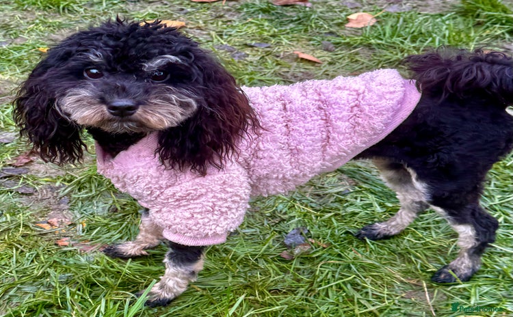 Miniature Poodle dogs Lola: The Tiny Poodle Who Survived the Darkness - Advert 10