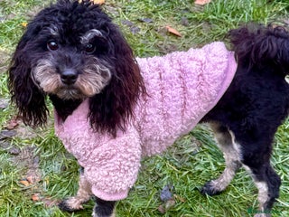 Miniature Poodle dogs Lola: The Tiny Poodle Who Survived the Darkness - Advert 3
