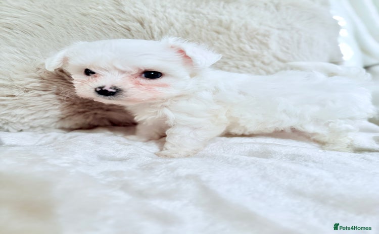 Morkie dogs - Advert 1