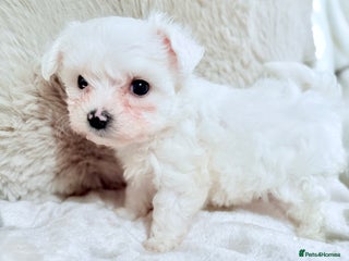 Morkie dogs - Advert 4