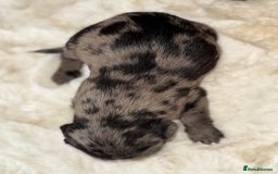 Mixed Breed dogs for sale: Merle sprocker x lurcher puppies  - Image 14