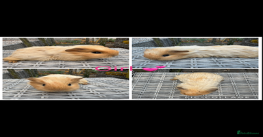 Guinea Pig rodents - Advert 2