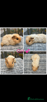 Guinea Pig rodents - Advert 2