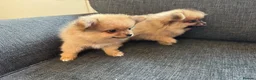 Pomchi dogs for sale: 3 beautiful pomchi puppy’s  in Crawley - Advert 16