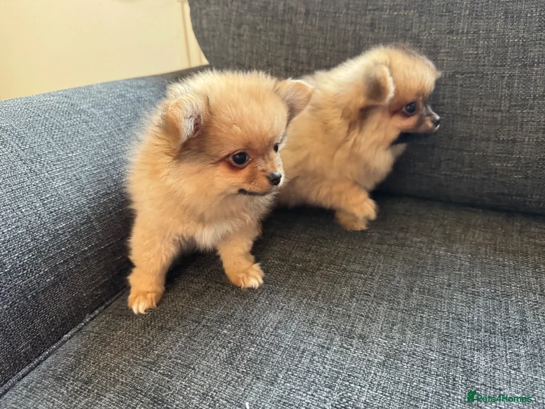 Pomchi dogs for sale: 3 beautiful pomchi puppy’s  in Crawley - Advert 16