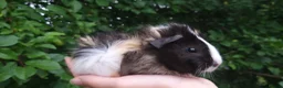 Guinea Pig rodents for sale: baby guinea pigs for sale - Advert 6