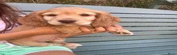Cocker Spaniel dogs for sale: Working Cocker Spaniel Puppies in Nottingham - Advert 1