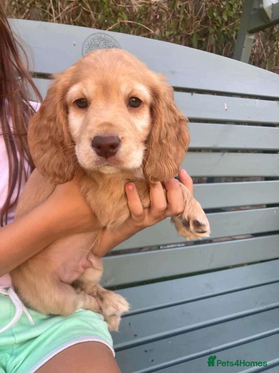 Cocker Spaniel dogs for sale: Working Cocker Spaniel Puppies in Nottingham - Advert 1