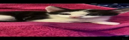 Mixed Breed cats for sale: Male black and white kitten 6 months in London - Advert 2
