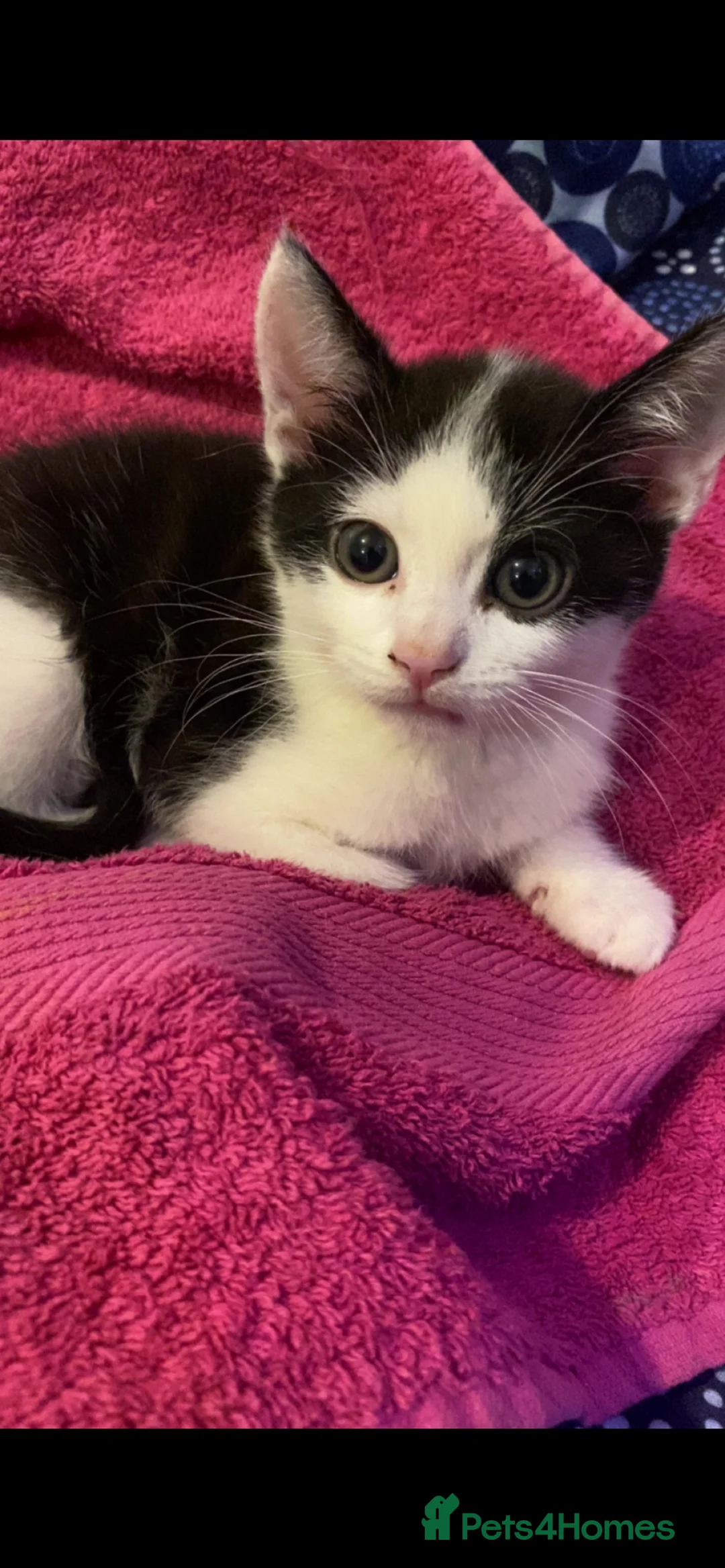 Mixed Breed cats for sale: Male black and white kitten 6 months in London - Advert 2