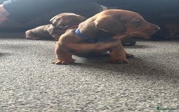 Dachshund dogs for sale: Beautiful dachshund puppies  - Image 39