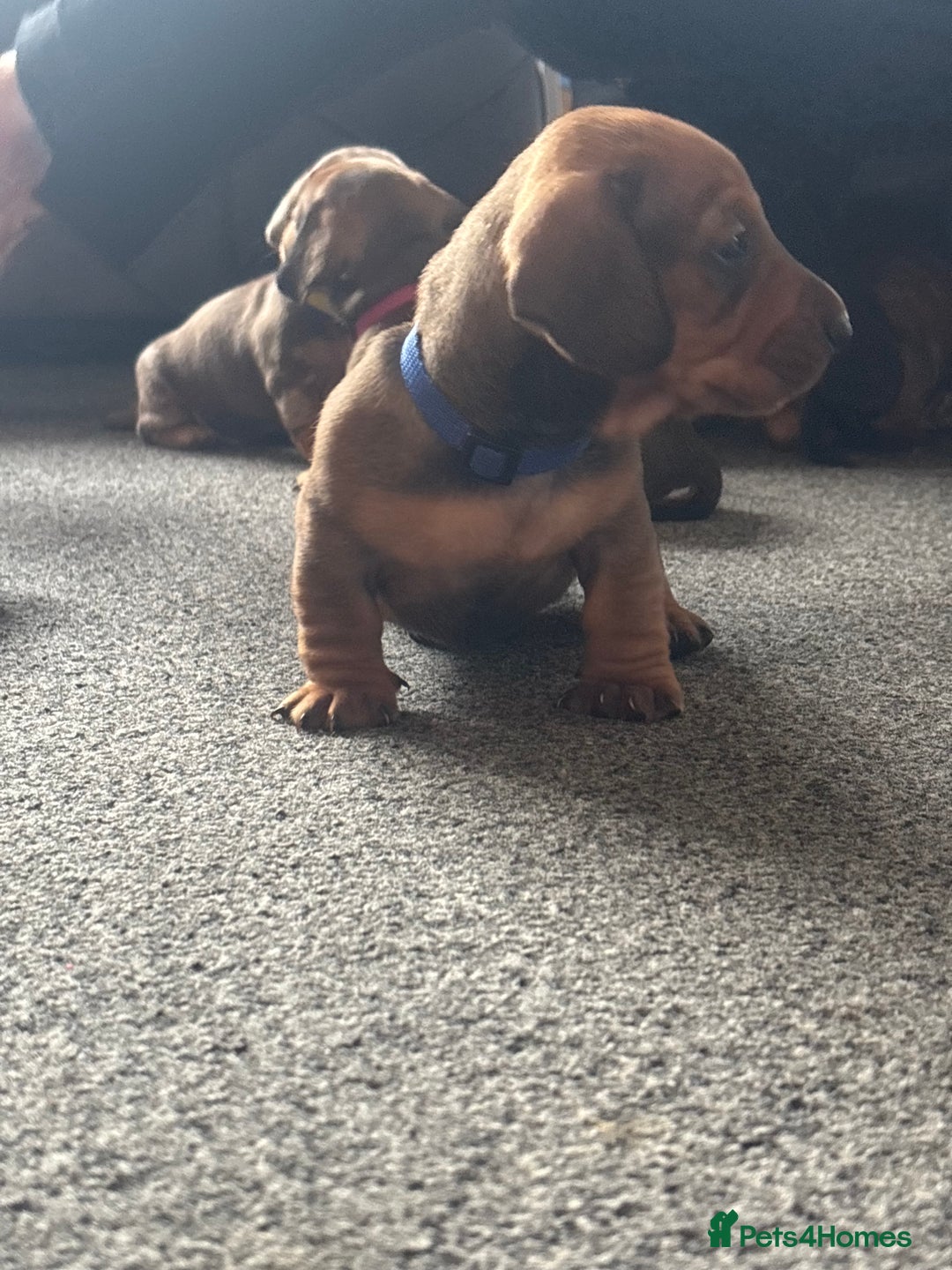 Dachshund dogs for sale: Beautiful dachshund puppies  - Image 39