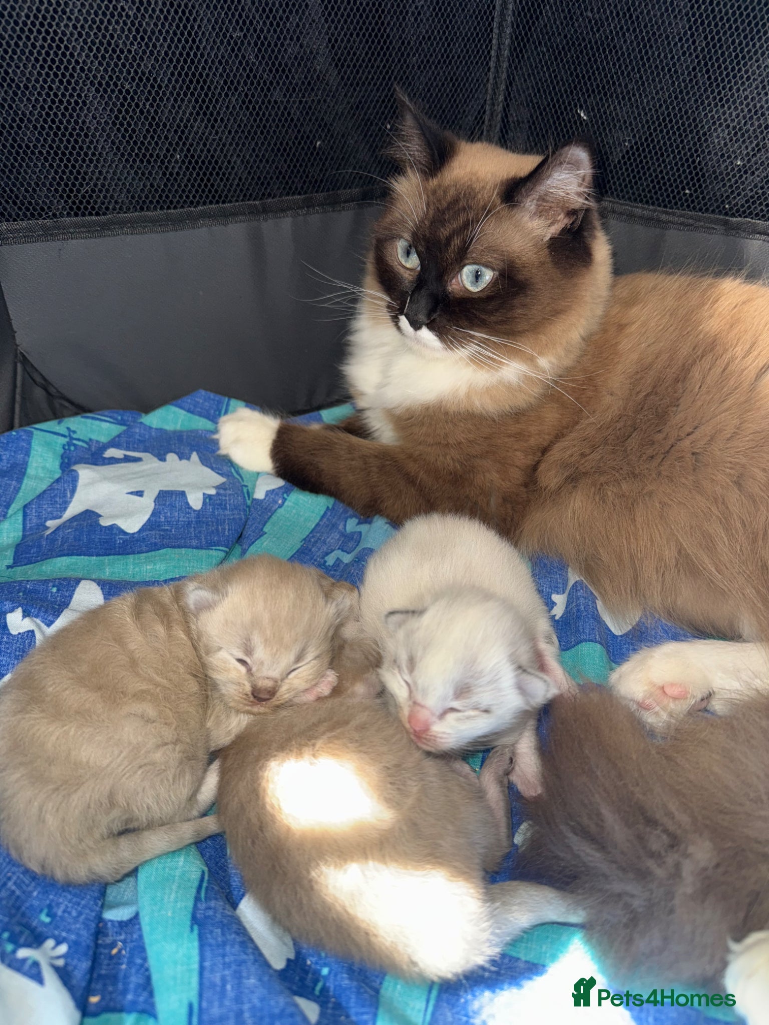 Ragdoll cats 3 female ragdolls including mink lynx  - Advert 5