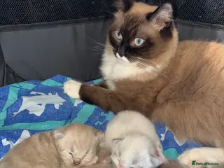 Ragdoll cats 3 female ragdolls including mink lynx - Advert 5