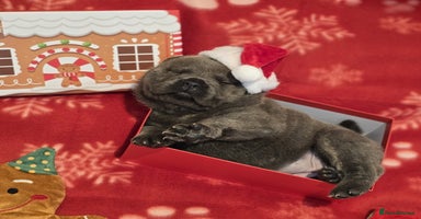 Mixed Breed dogs Chaffy puppies - Advert 8