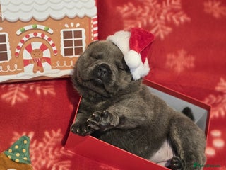 Mixed Breed dogs Chaffy puppies - Advert 14