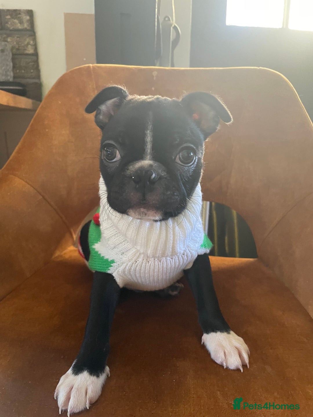 Boston Terrier dogs for sale: 🏡 Ready to Welcome waildax Volk Into Your Home? - Advert 1