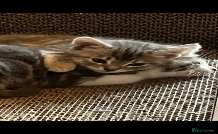 Maine Coon cats - Advert 16