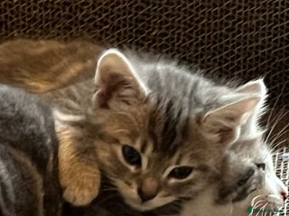 Maine Coon cats - Advert 2