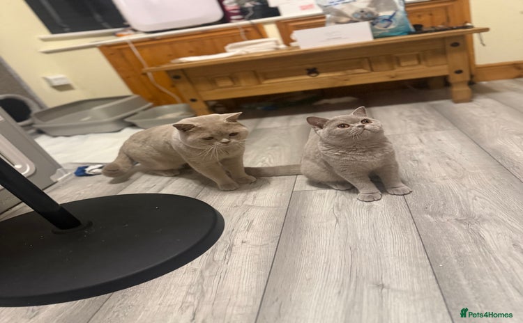 British Shorthair cats - Advert 6