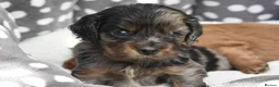 Cavapoo dogs for sale: Health Tested Cavapoo Puppies  - Advert 16