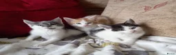 Maine Coon cats for sale: Half maine coon kittens for sale  in Uckfield - Advert 1