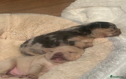 French Bulldog dogs for sale: fluffy french bulldogs - Advert 8