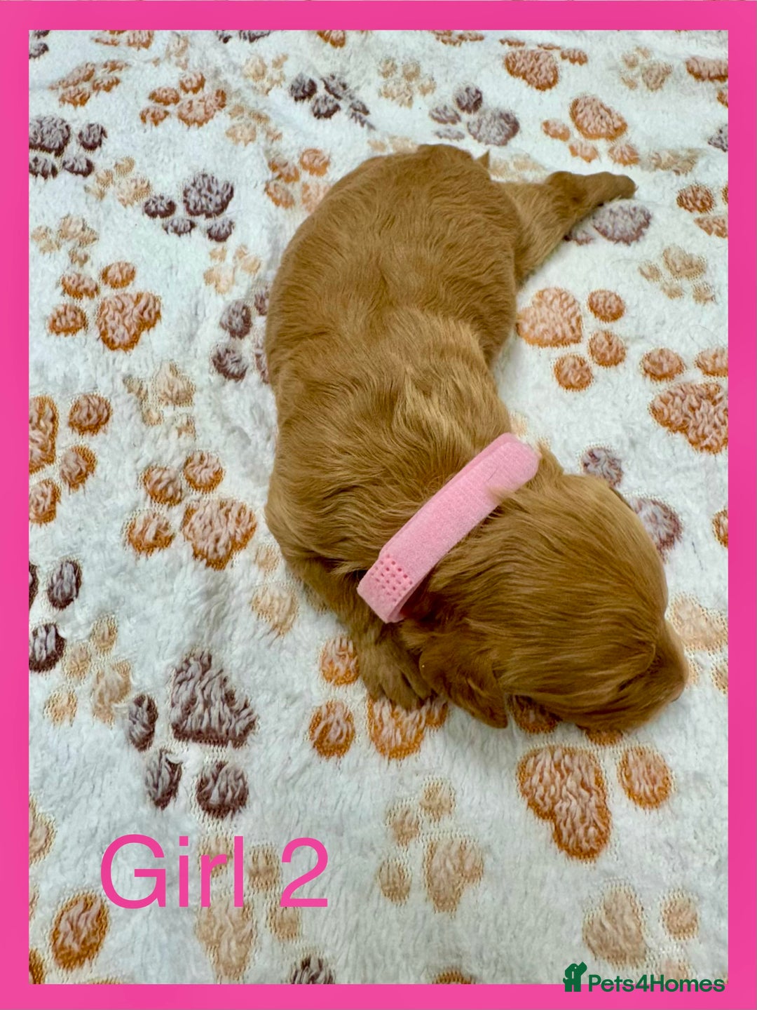 Cockapoo dogs for sale: Outstanding F1b Cockapoo Fully Health Tested  - Advert 11