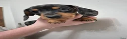 Miniature Dachshund dogs for sale: Miniature Dachshund puppies  - Advert 8