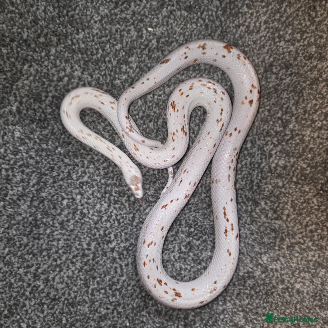 Corn Snake reptiles for sale: Palmetto Corn Snake - Advert 2
