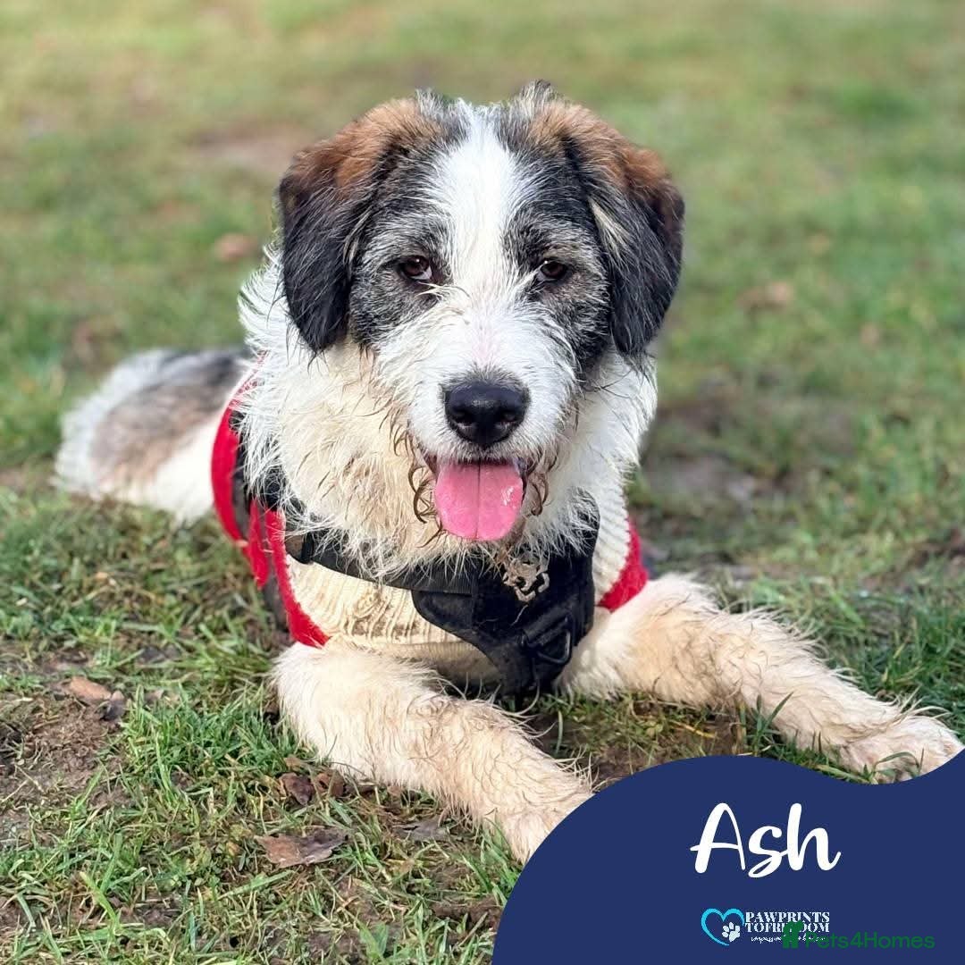 Mixed Breed dogs Meet Ash, currently residing in Essex  - Advert 1