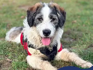 Mixed Breed dogs Meet Ash, currently residing in Essex - Advert 1