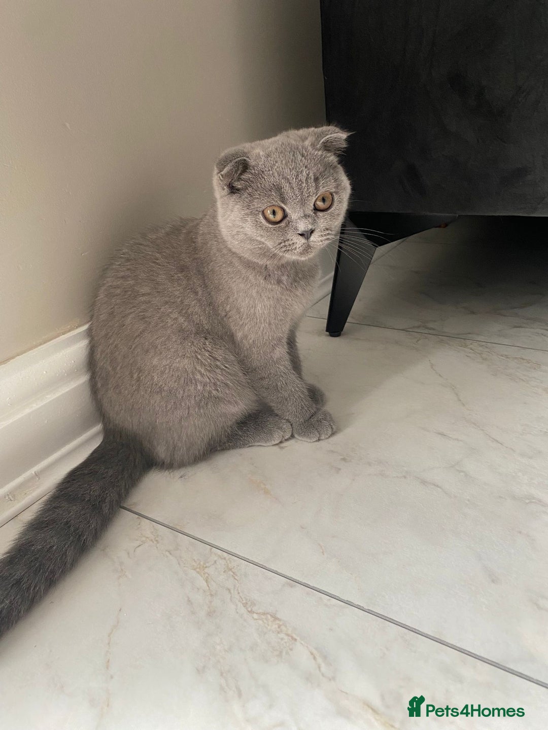 British Shorthair cats for sale: British short hair  in Heckmondwike - Image 25