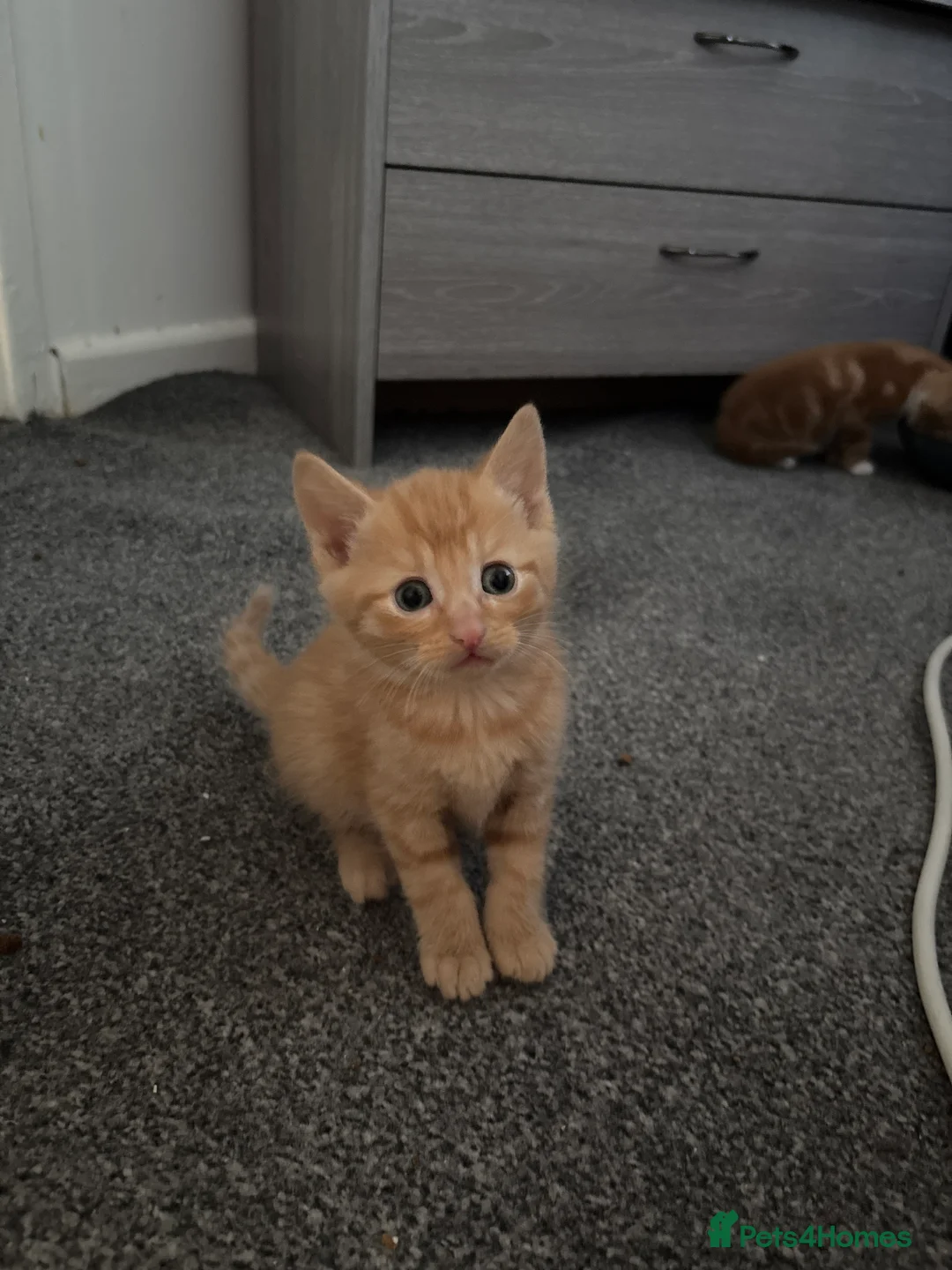 Mixed Breed cats for sale: Kittens  - Advert 2
