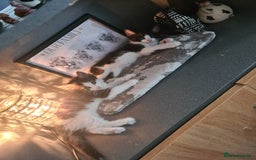 Mixed Breed cats for sale: Kittens  - Image 3