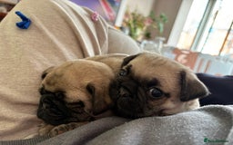 Mixed Breed dogs for sale: Beautiful baby Pugs for sale  - Image 1