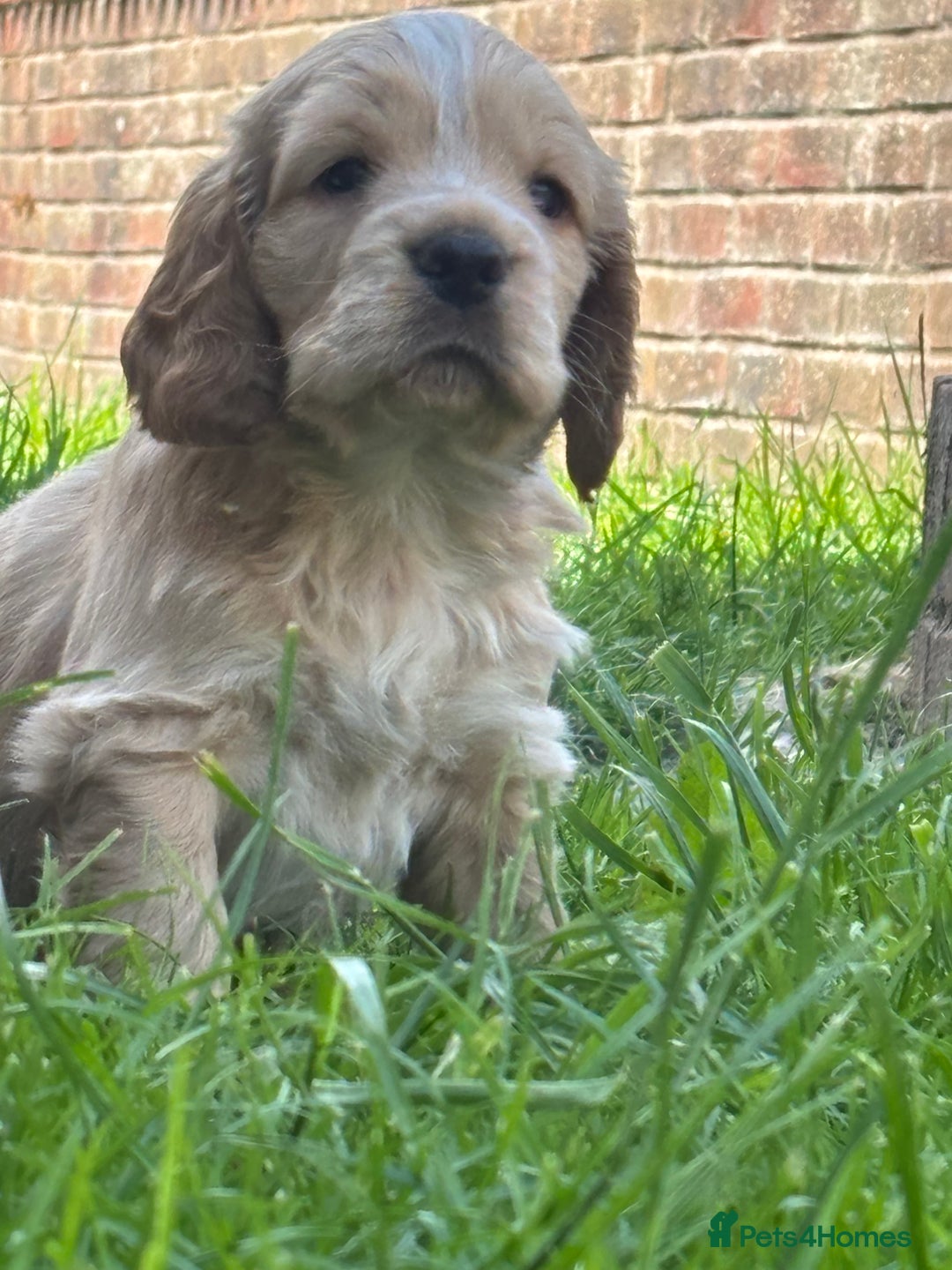 Mixed Breed dogs for sale: Clumber x Cocker Puppies  in Warminster - Image 19