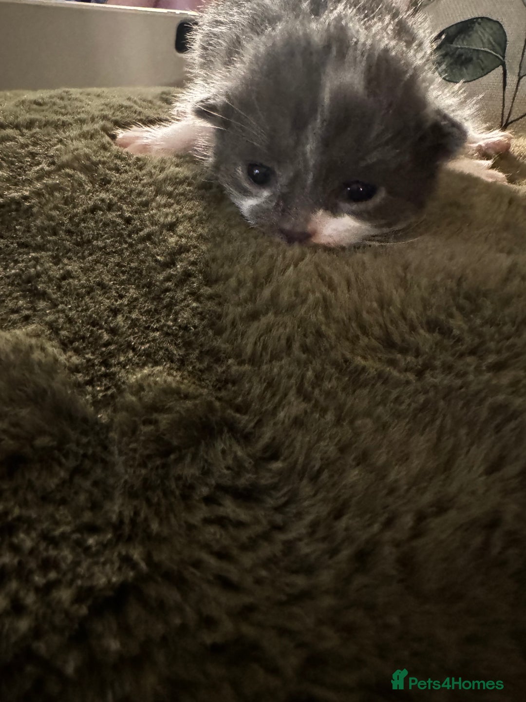 Mixed Breed cats for sale: 4 kittens - Advert 7