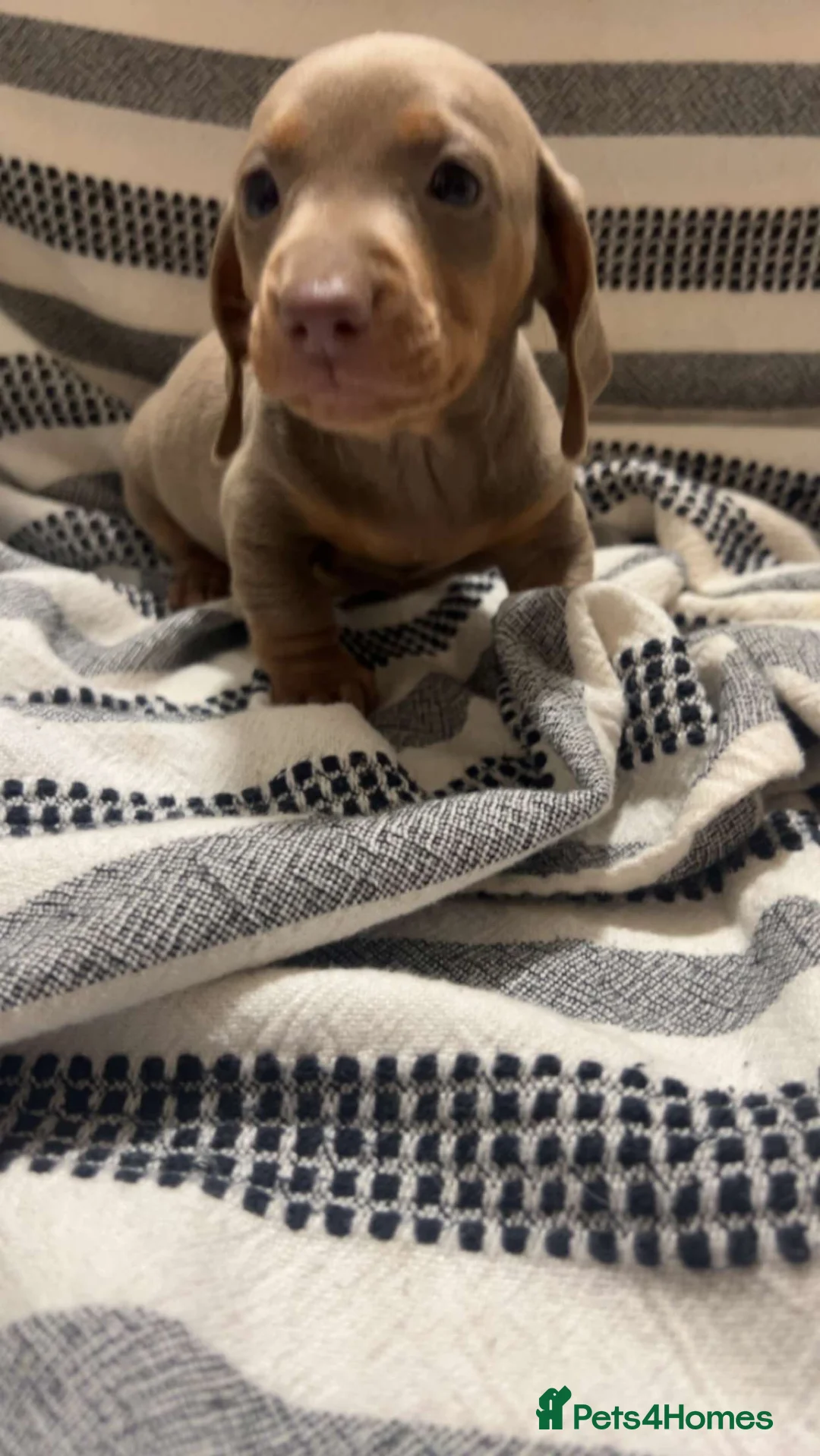 Miniature Dachshund dogs for sale: Kc reg miniature dachshunds boys and girls  - Advert 4