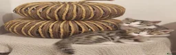 Mixed Breed cats for sale: 3 half bengal kittens - Advert 7